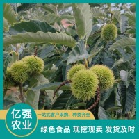 新鮮老樹板栗 放心選擇 有淺薄蠟質層 內皮易剝 億強